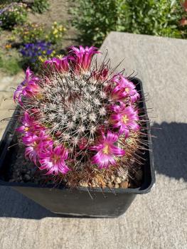 Mammillaria isotensis